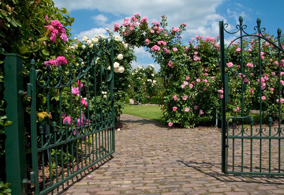 De grootste rozenkwekerij van Nederland