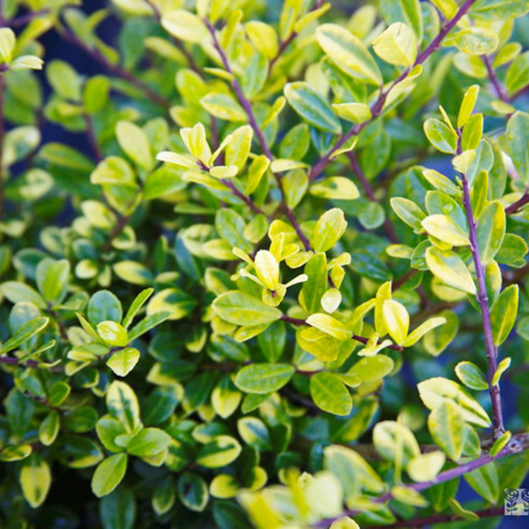 Ilex crenata Golden Gem japanse hulst