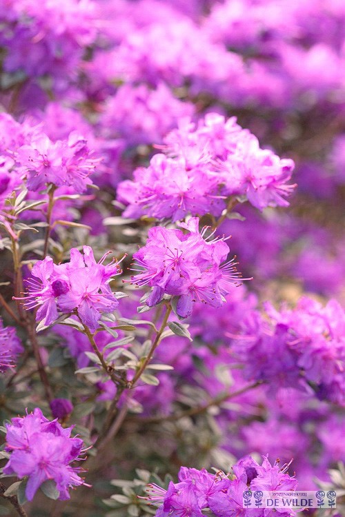 Rhododendron Violetta