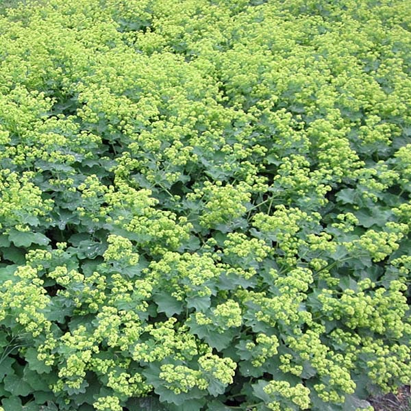 Alchemilla mollis robustica описание