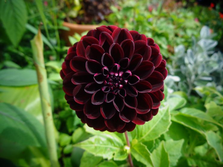 Dahlia Dark Spirit SC Per Stuk   Dahlia 013 Dahlia Dark Spirit 1. 