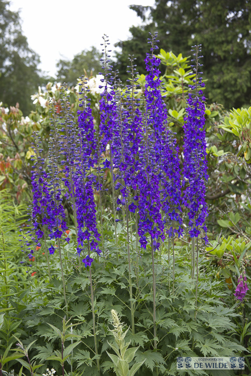 Delphinium black store knight