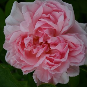 Abraham darby rose