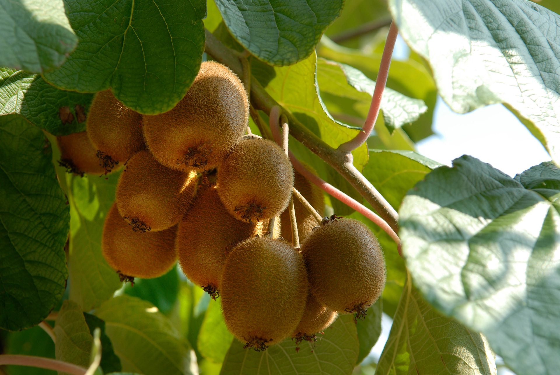 Actinidia deliciosa deals