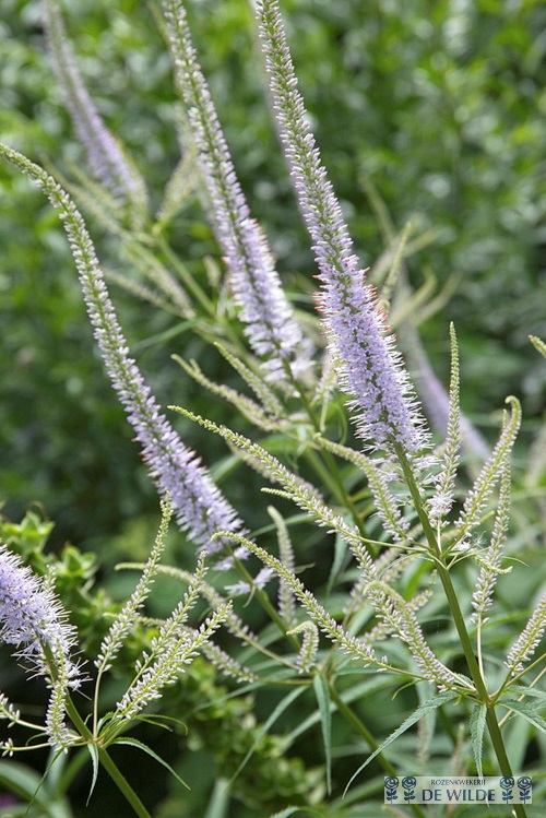 Veronicastrum virginicum Lavendelturm